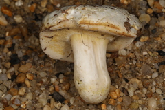 Xanthoconium stramineum