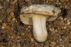 Xanthoconium stramineum