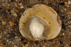 Xanthoconium stramineum