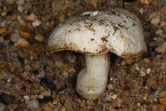 Xanthoconium stramineum