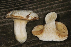 Xanthoconium stramineum