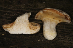 Xanthoconium stramineum