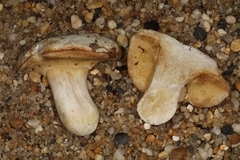 Xanthoconium stramineum