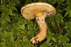 Suillus decipiens