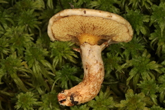 Suillus decipiens