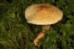 Suillus decipiens