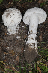 Amanita longipes
