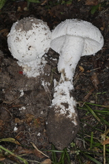 Amanita longipes