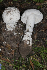 Amanita longipes