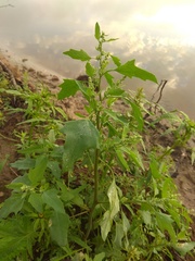 Chenopodium acerifolium