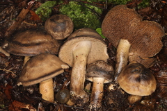 Sarcodon atroviridis