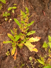 Rumex ucranicus