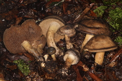 Sarcodon atroviridis