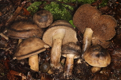 Sarcodon atroviridis