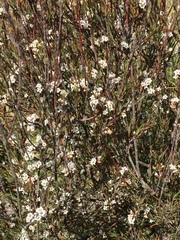 Dracophyllum subulatum