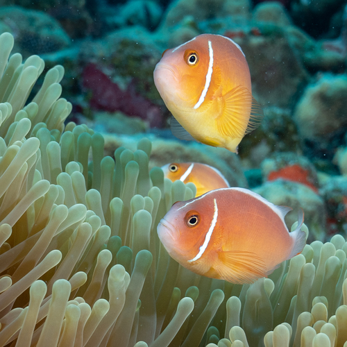 Photo of Pink skunk clownfish (Amphiprion perideraion)