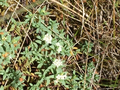 Pimelea prostrata