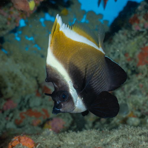 Horned bannerfish (Heniochus varius) — Chaetodontidae — 2