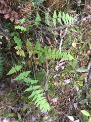 Hypolepis rufobarbata