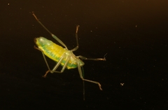Urolabida
