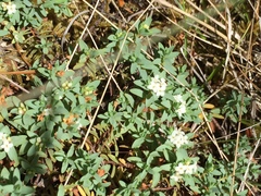 Pimelea prostrata