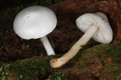 Pluteus tomentosulus
