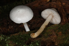 Pluteus tomentosulus