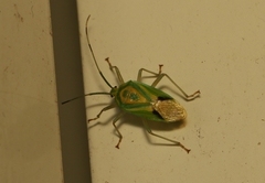 Urolabida