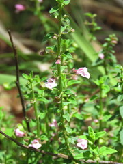 Scutellaria humilis