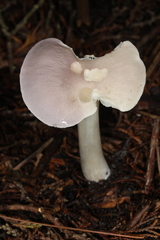 Entoloma indigoferum