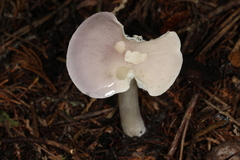 Entoloma indigoferum