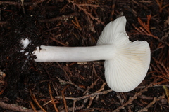 Entoloma indigoferum