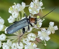 Oedemera croceicollis