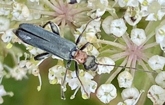 Oedemera croceicollis