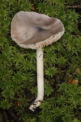 Entoloma indigoferum