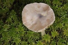 Entoloma indigoferum