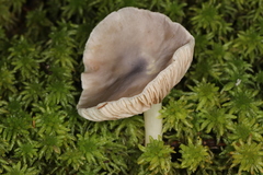 Entoloma indigoferum