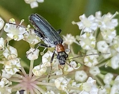 Oedemera croceicollis