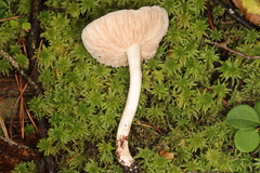Entoloma indigoferum