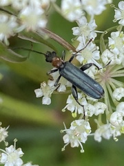 Oedemera croceicollis