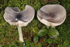 Entoloma indigoferum