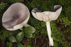 Entoloma indigoferum
