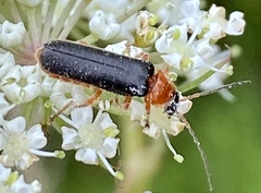 Cantharis nigra