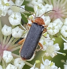 Cantharis nigra