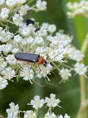 Cantharis nigra