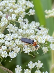 Cantharis nigra