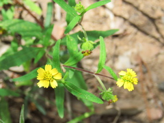 Sigesbeckia australiensis