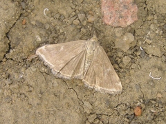 Loxostege cereralis