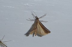 Orocrambus flexuosellus