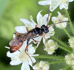 Colpognathus celerator